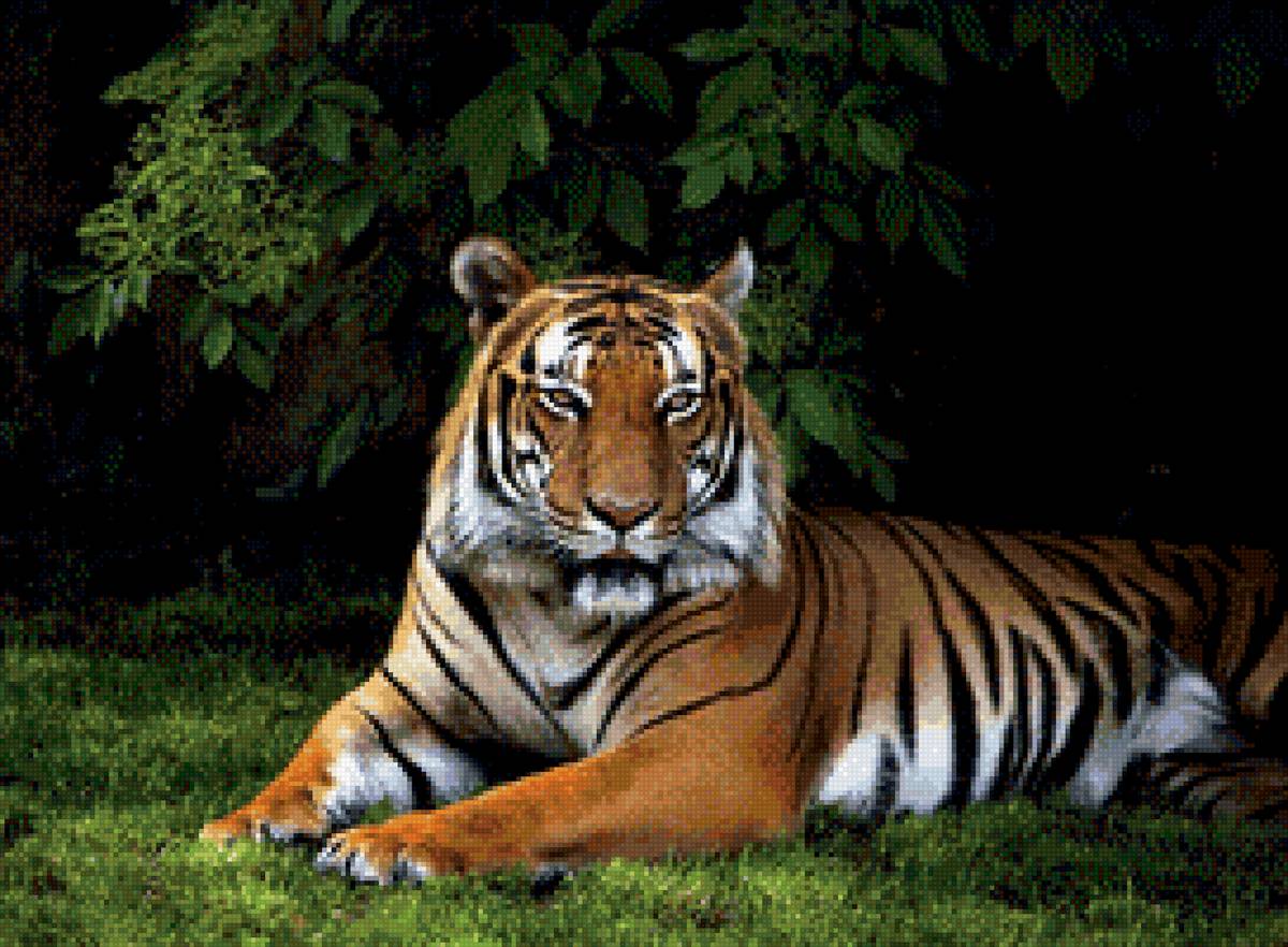 Тигр отдыхает - животные, большие кошки, тигр - предпросмотр