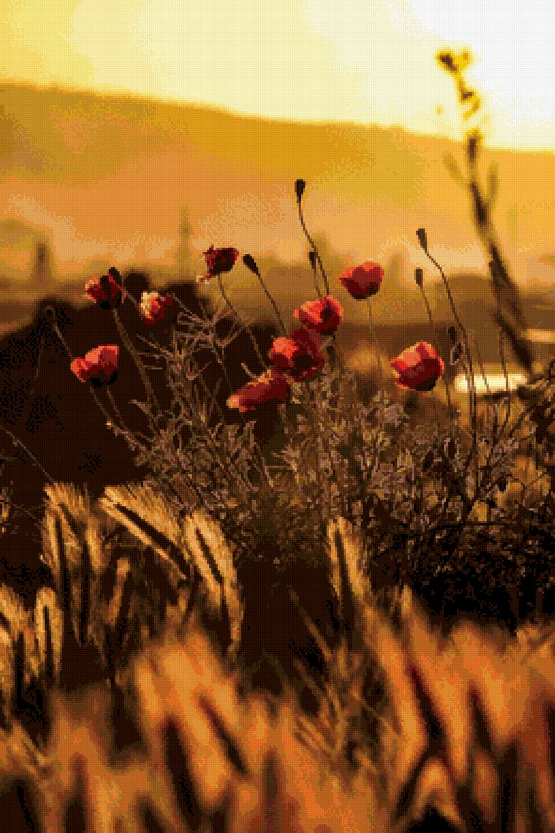 Маки на закате - цветы, маки, природа - предпросмотр