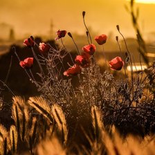 Схема вышивки «Маки на закате»