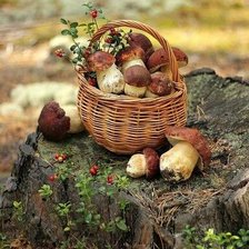 Схема вышивки «Грибочки»