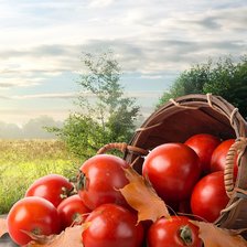 Схема вышивки «Корзинка с помидорами»