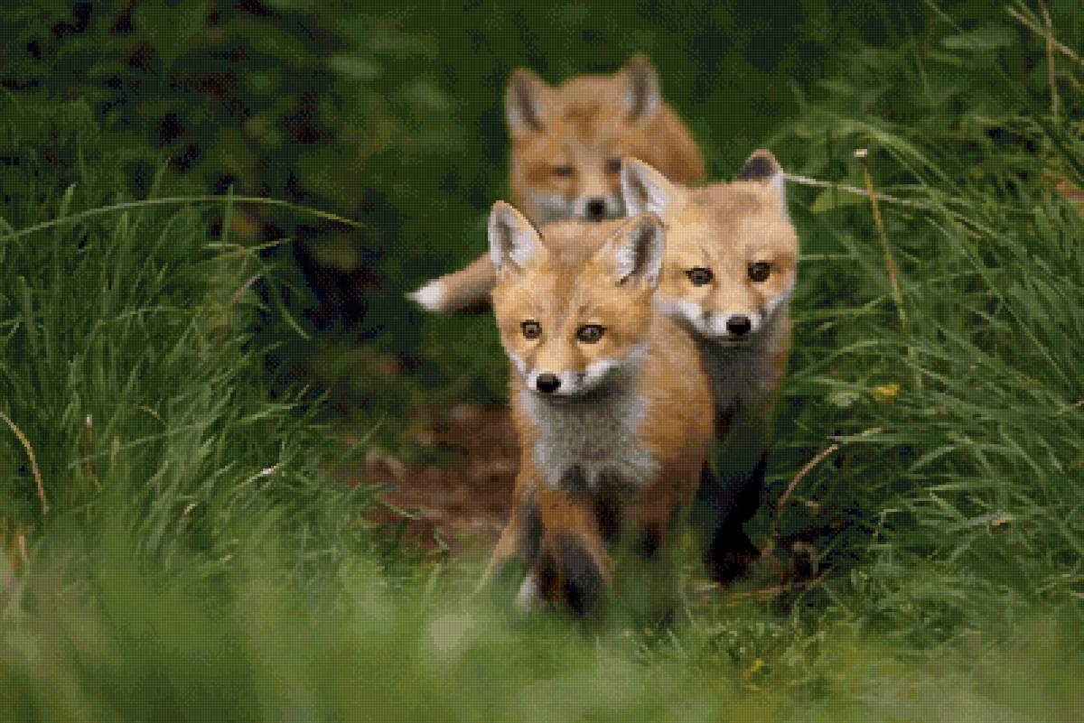 Мафия вышла на дело - лисята - предпросмотр