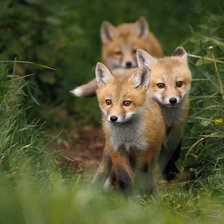 Схема вышивки «Мафия вышла на дело»