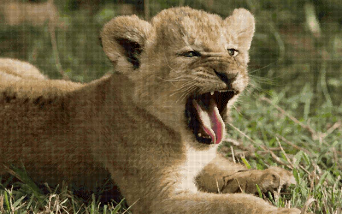 Маленький царь - львенок - предпросмотр