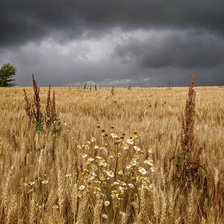 Схема вышивки «Перед грозой»