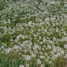 Схема вышивки «Одуванчики»