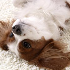 Схема вышивки «№2539851»