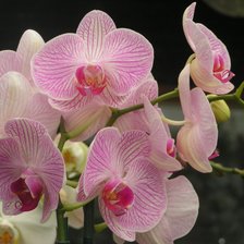 Схема вышивки «Орхидеи»