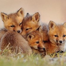 Схема вышивки «№2540065»