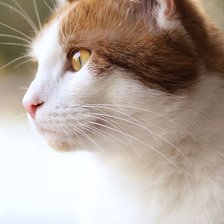 Схема вышивки «№2540093»