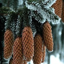 Схема вышивки «№2540098»