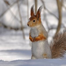 Схема вышивки «Ну? Я пришла!»