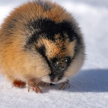 Схема вышивки «Колобок оброс»