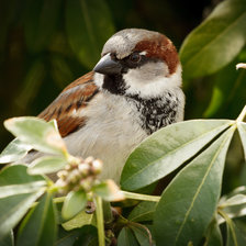Схема вышивки «Воробей»