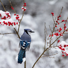 Схема вышивки «Сойка на ветке с ягодами»