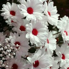 Схема вышивки «Цветы»