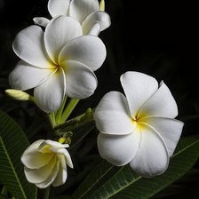 Франжипании