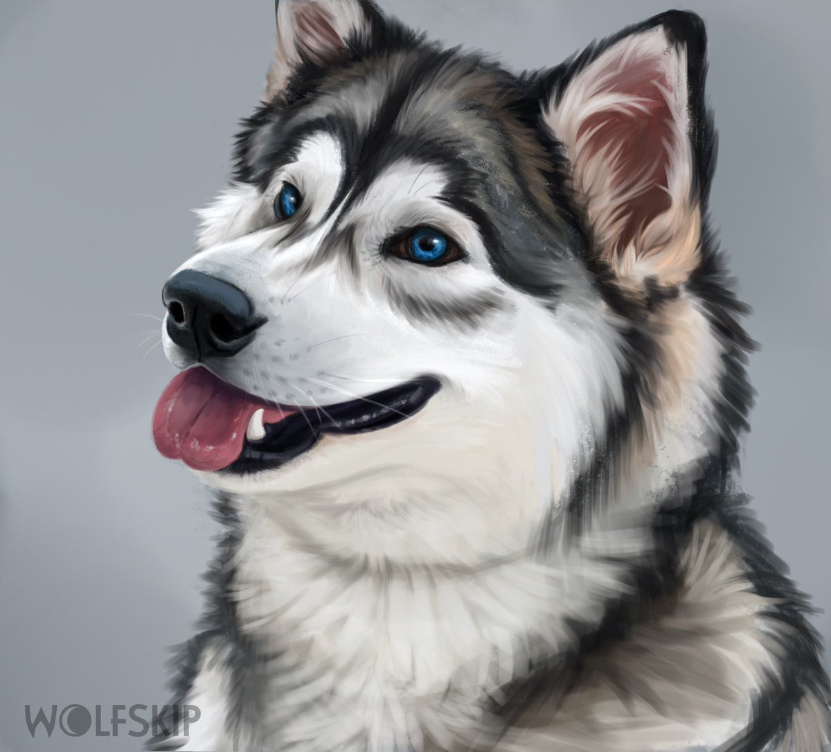 Хаски - черно-серый, собака, хаски - оригинал