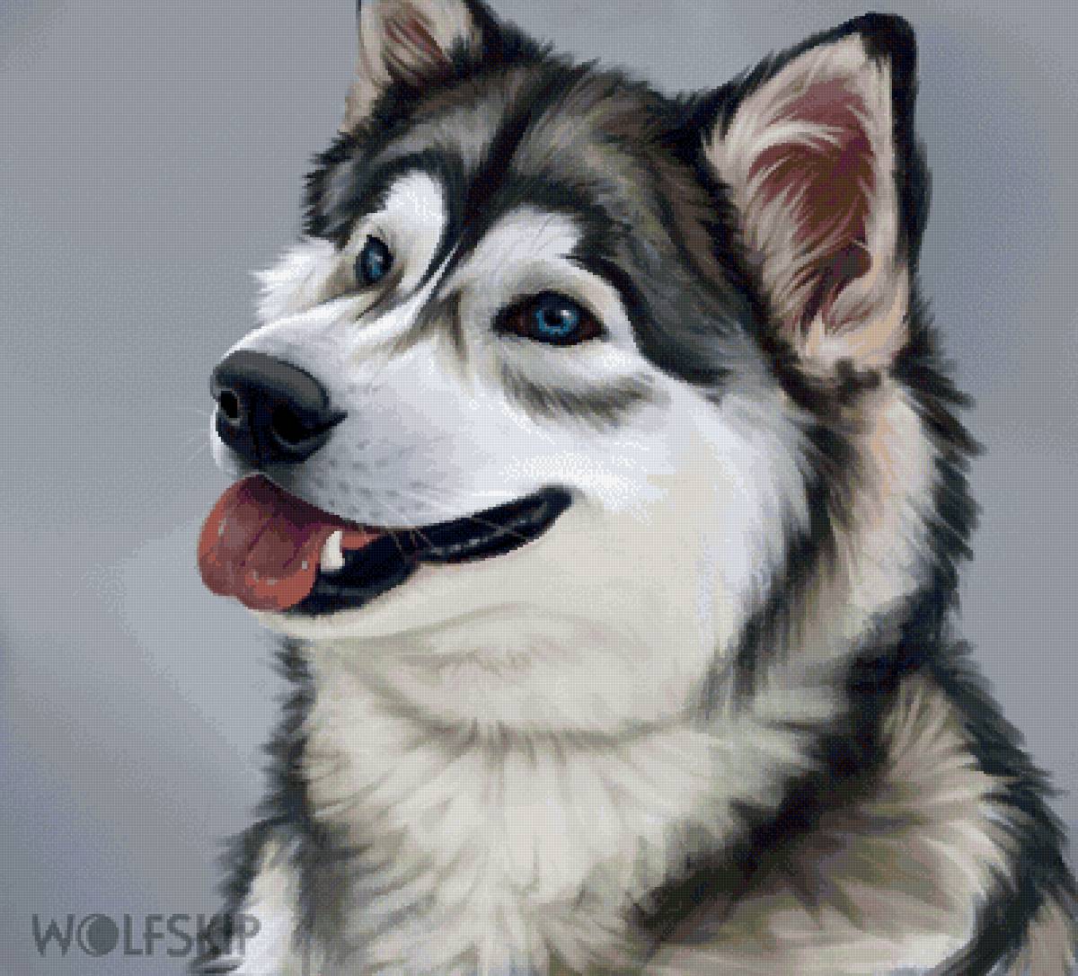 Хаски - собака, черно-серый, хаски - предпросмотр