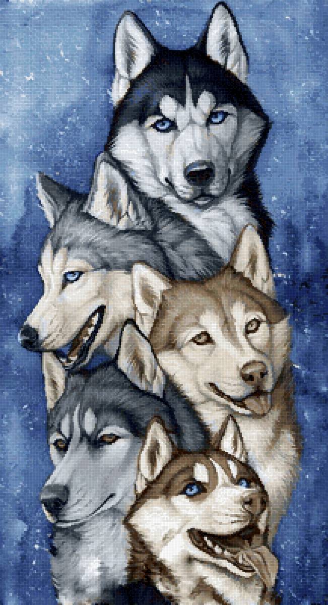 Хаски - хаски, собаки - предпросмотр