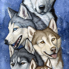 Схема вышивки «Хаски»