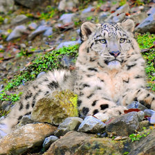 Схема вышивки «Белый леопард»