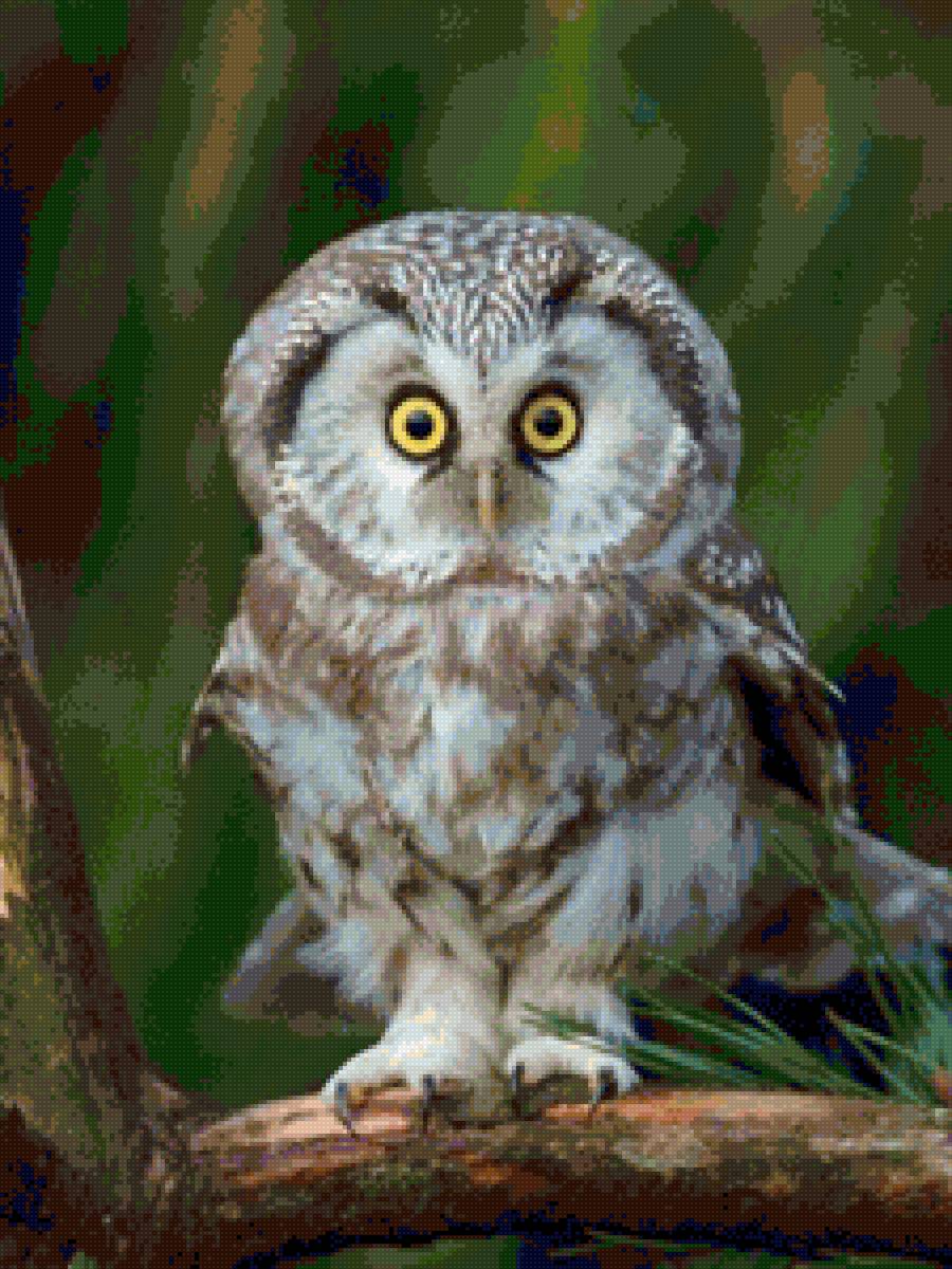 Удивили! - птицы, сова - предпросмотр