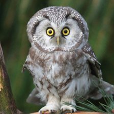 Схема вышивки «Удивили!»