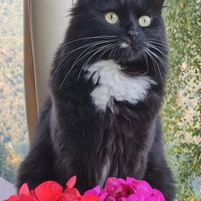 Схема вышивки «Мия»