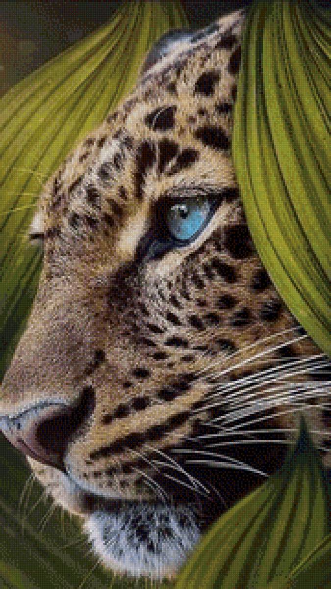 Леопард - животные, хищник, леопард - предпросмотр