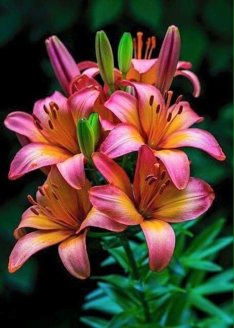 Лилии - букет, лилии, цветы - оригинал