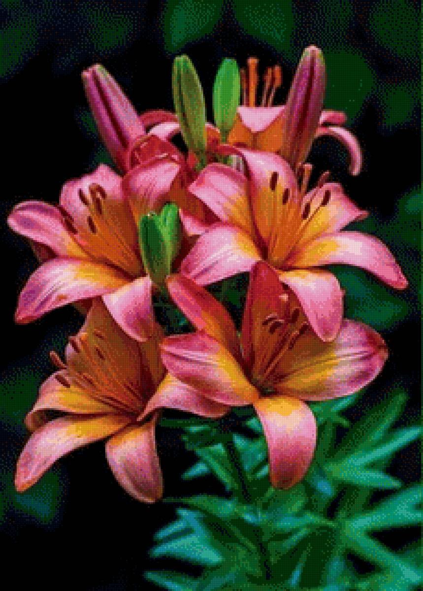 Лилии - цветы, лилии, букет - предпросмотр