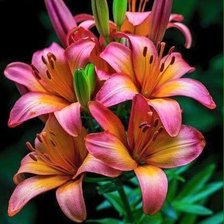 Схема вышивки «Лилии»