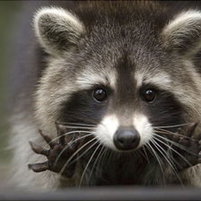 Схема вышивки «Енот протягивает лапки»