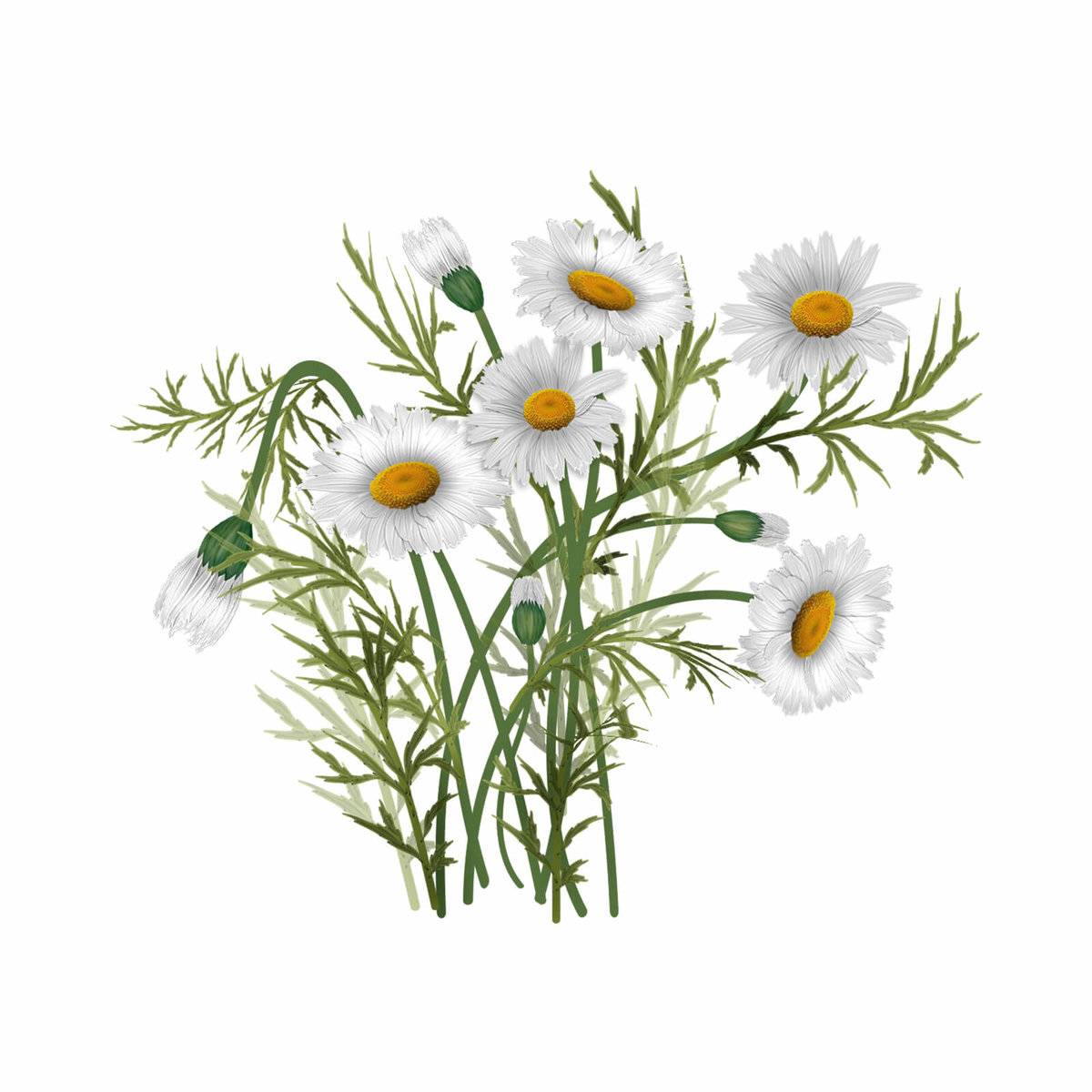 Ромашки - ромашки, цветы - оригинал