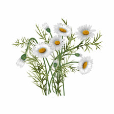 Схема вышивки «Ромашки»