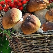 Схема вышивки «Грибы»