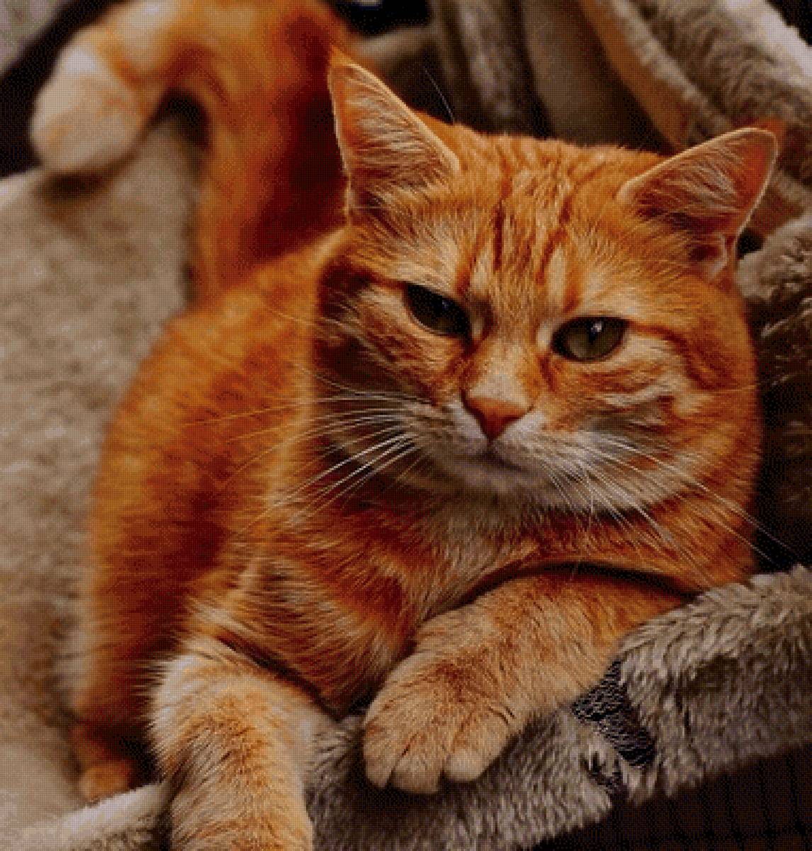 Рыжик - предпросмотр