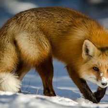 Схема вышивки «Рыжая красавица»