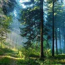 Схема вышивки «лесная чаща»