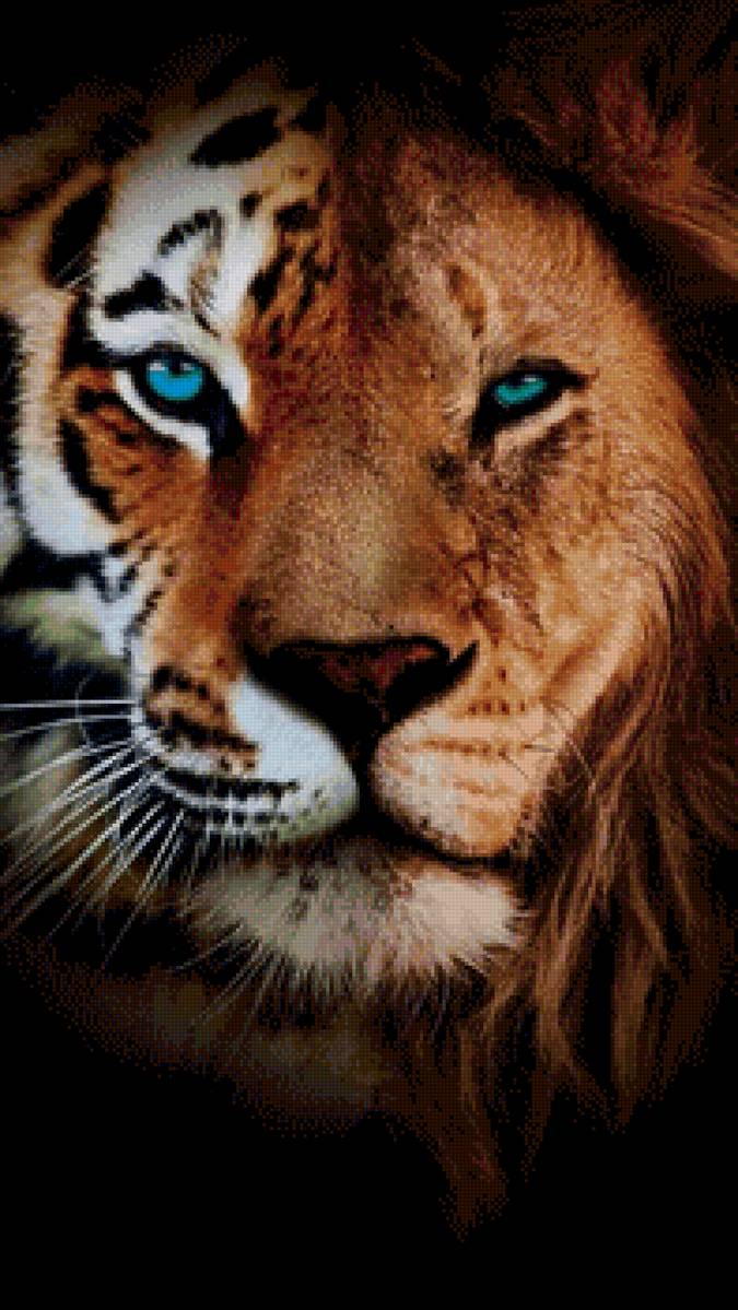 Хищник - хищник, лев, тигр, животные - предпросмотр