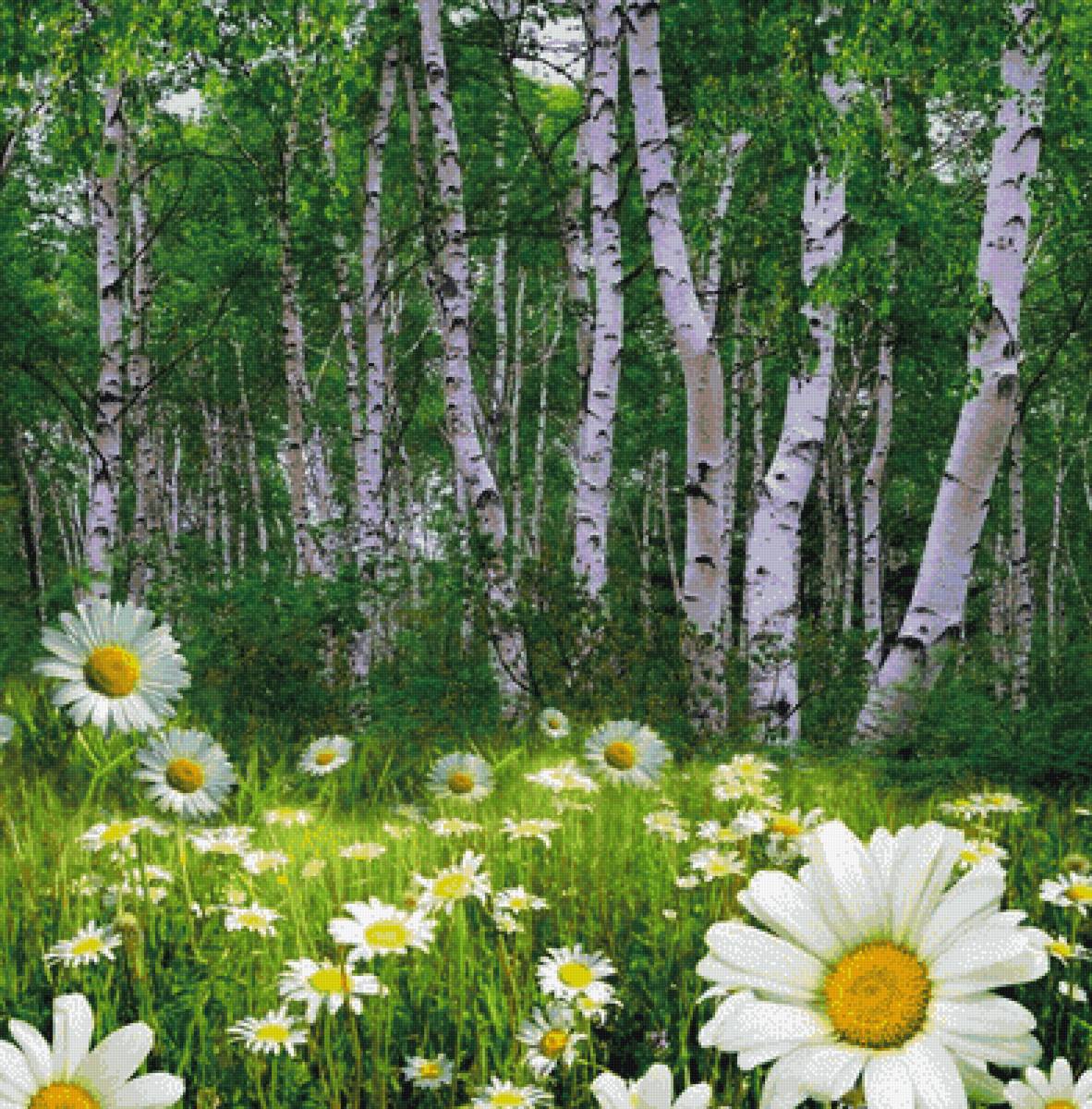 №2541542 - березки - предпросмотр