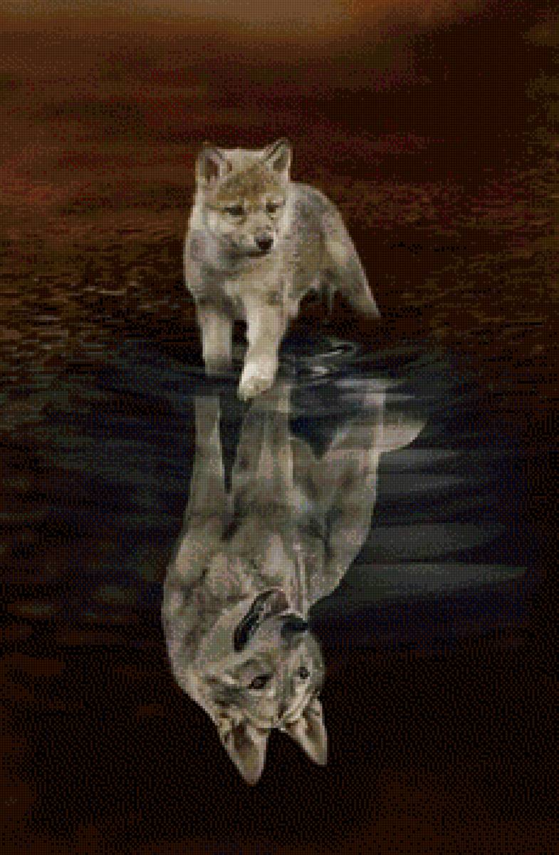 Волк - щенок, хищник, волк, животные - предпросмотр