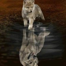 Схема вышивки «Волк»