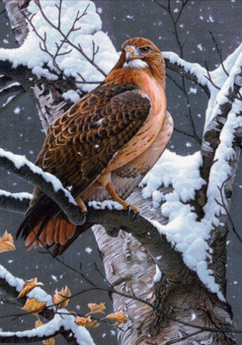 Хищник - хищник, птицы, лес - предпросмотр