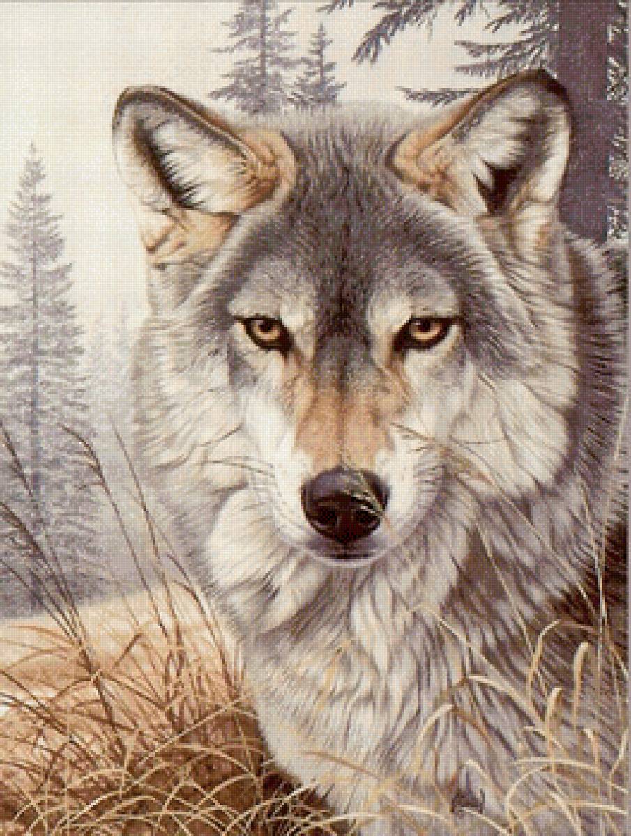 Волк - хищник, животные, лес, волк - предпросмотр