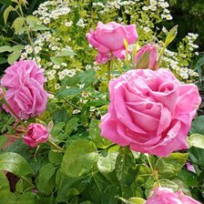 Схема вышивки «Розы»