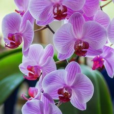 Схема вышивки «Розовые орхидеи»