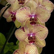 Схема вышивки «Орхидея»