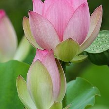 Схема вышивки «Лотосы»